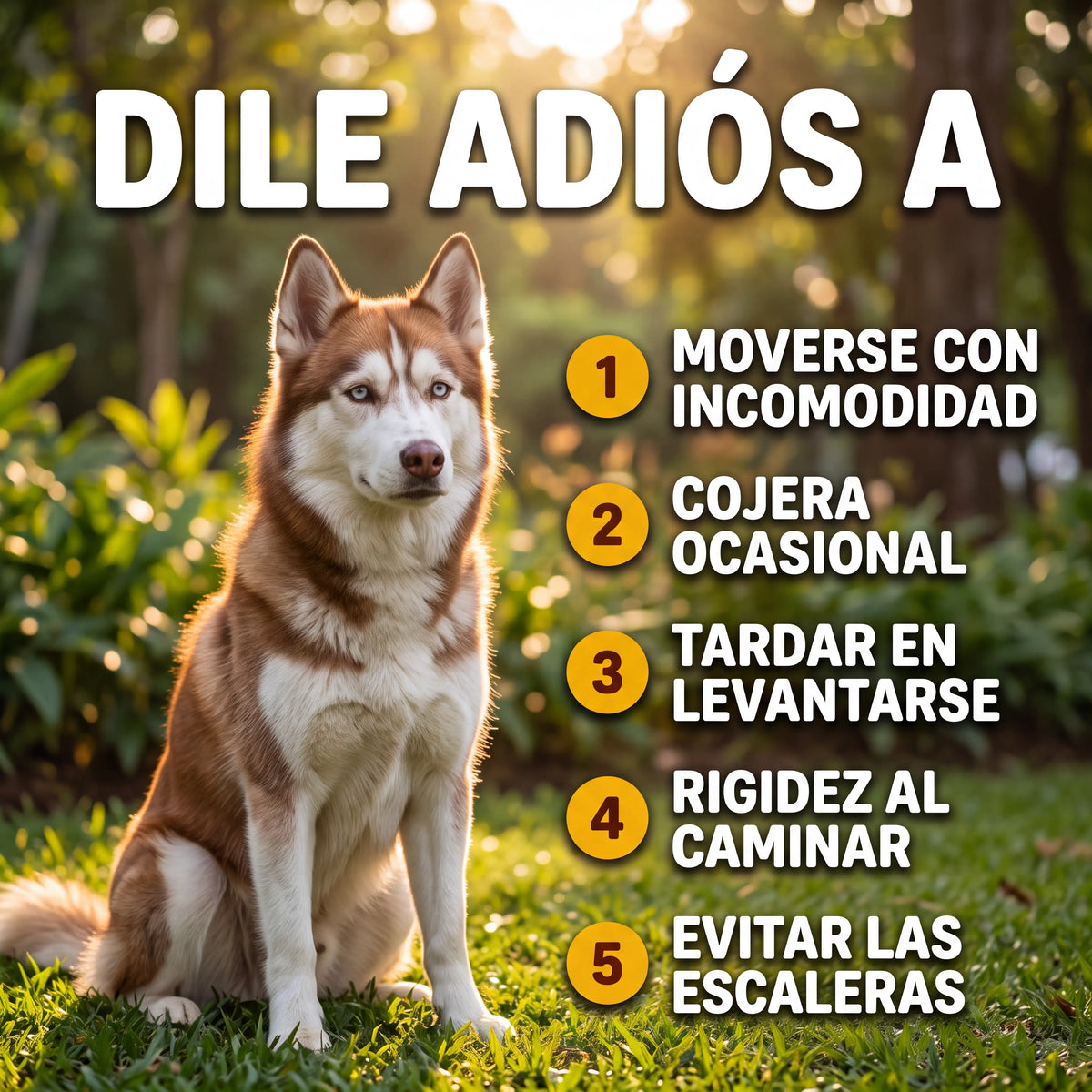 Dile adiós a moverse con incomodidad, la cojera ocasional, tardar en levantarse, la rigidez al caminar y evitar las escaleras