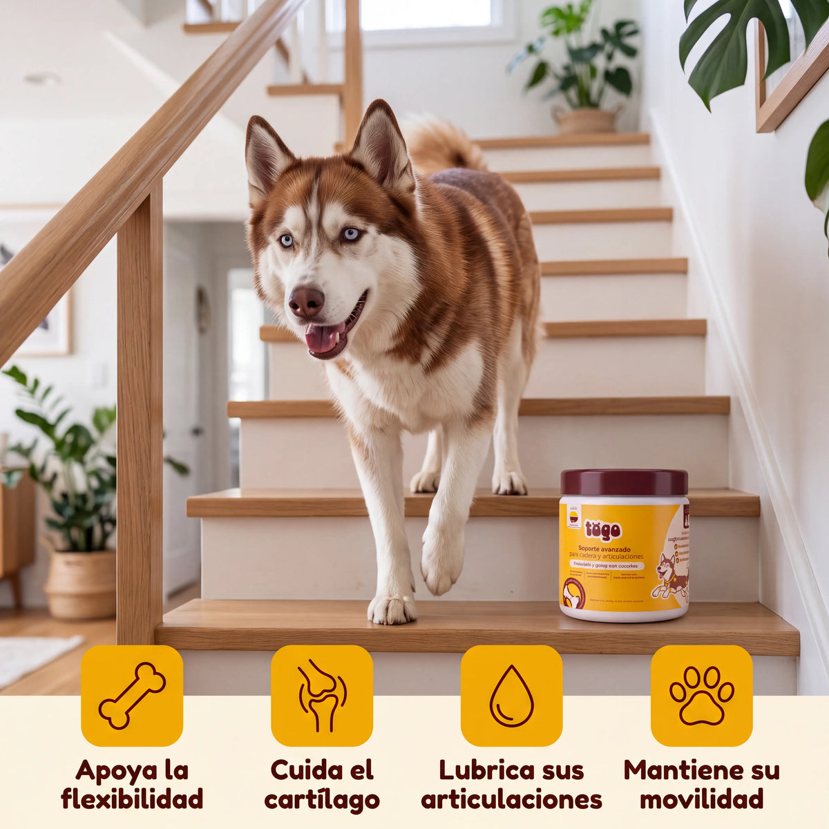Husky café bajando las escaleras junto al frasco TOGO: apoya la flexibilidad, cuida el cartílago, lubrica sus articulaciones y mantiene su movilidad
