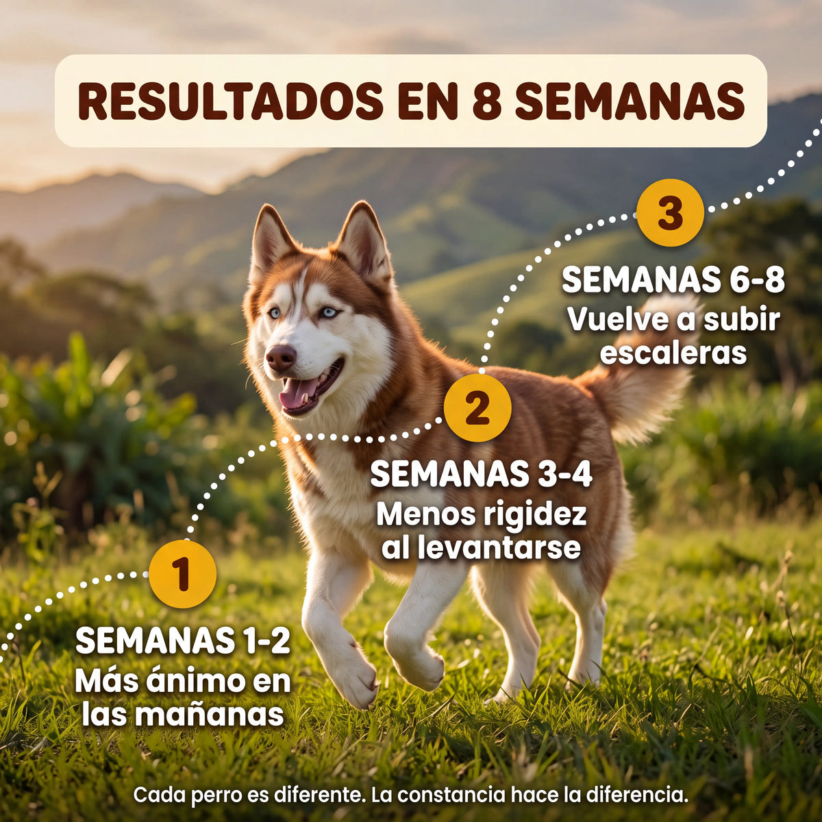 Resultados en 8 semanas: semanas 1-2 más ánimo en las mañanas, semanas 3-4 menos rigidez al levantarse, semanas 6-8 vuelve a subir escaleras